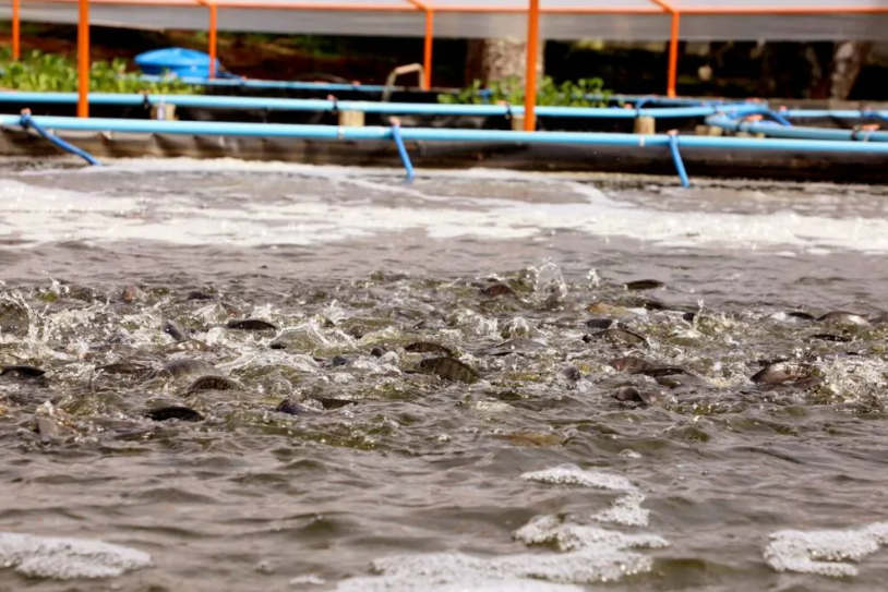 Com crescimento de 9,3% em 2021, Paraná consolida liderança na produção de peixe